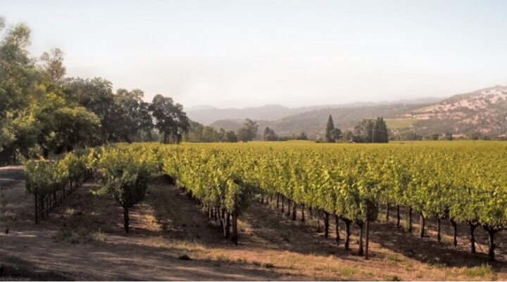 Groth Vineyards and Winery - Rooted in Oakville - Estate - Grape Vines
