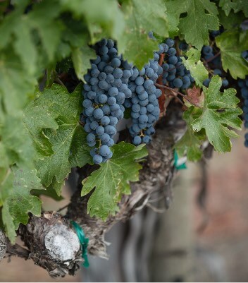 Groth Vineyards and Winery - Rooted in Oakville - Estate - Grapes on the vine