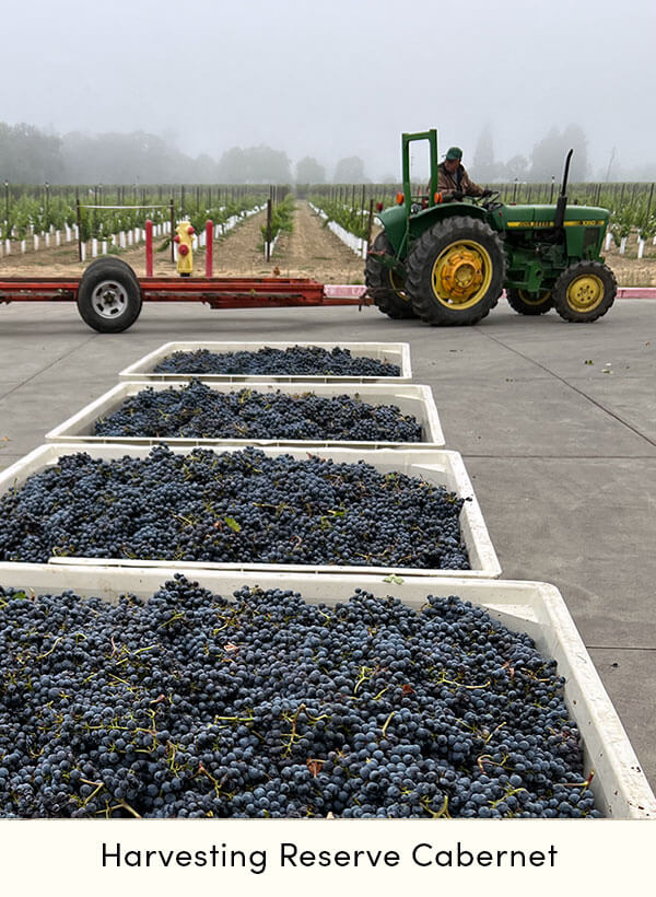 Groth Harvest 2022: Reserve Cabernet Sauvignon