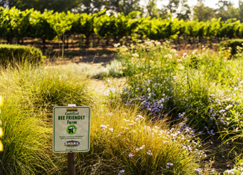 Groth Vineyards and Winery - Rooted in Oakville - Sustainability - Our Insectary