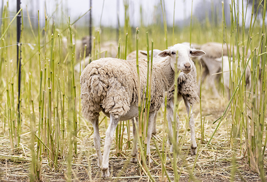 Groth Vineyards and Winery - Rooted in Oakville - Sustainability