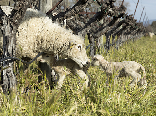 Sheep grazing Groth cover crop in the vineyard