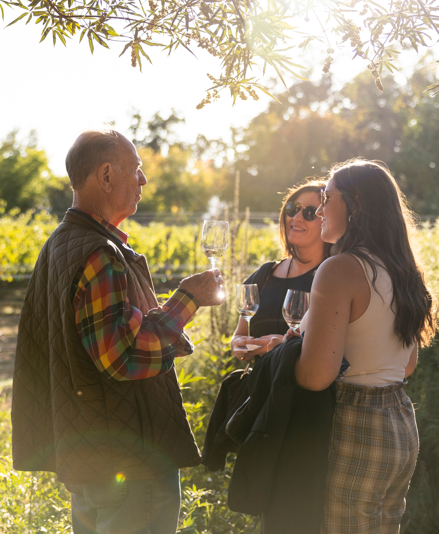 Groth Vineyards and Winery - Rooted in Oakville - Estate - Grapes on the vine